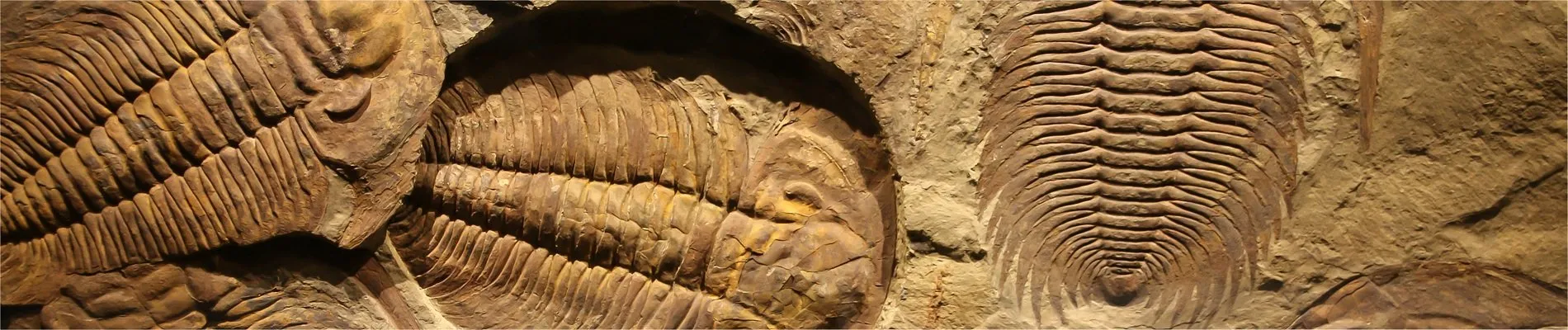 Harzer Mineralien-und Fossilienbörse