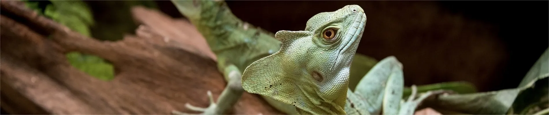 Reptilienbörse Dreiländereck
