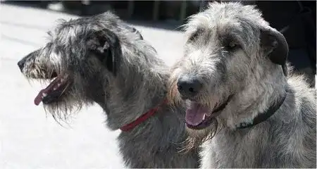 Köpekler