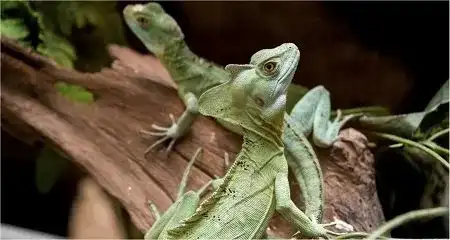 Reptiles