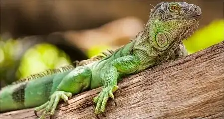 Reptiles and Exotic Animals